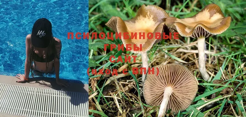 Галлюциногенные грибы MAGIC MUSHROOMS  где найти   Белгород 